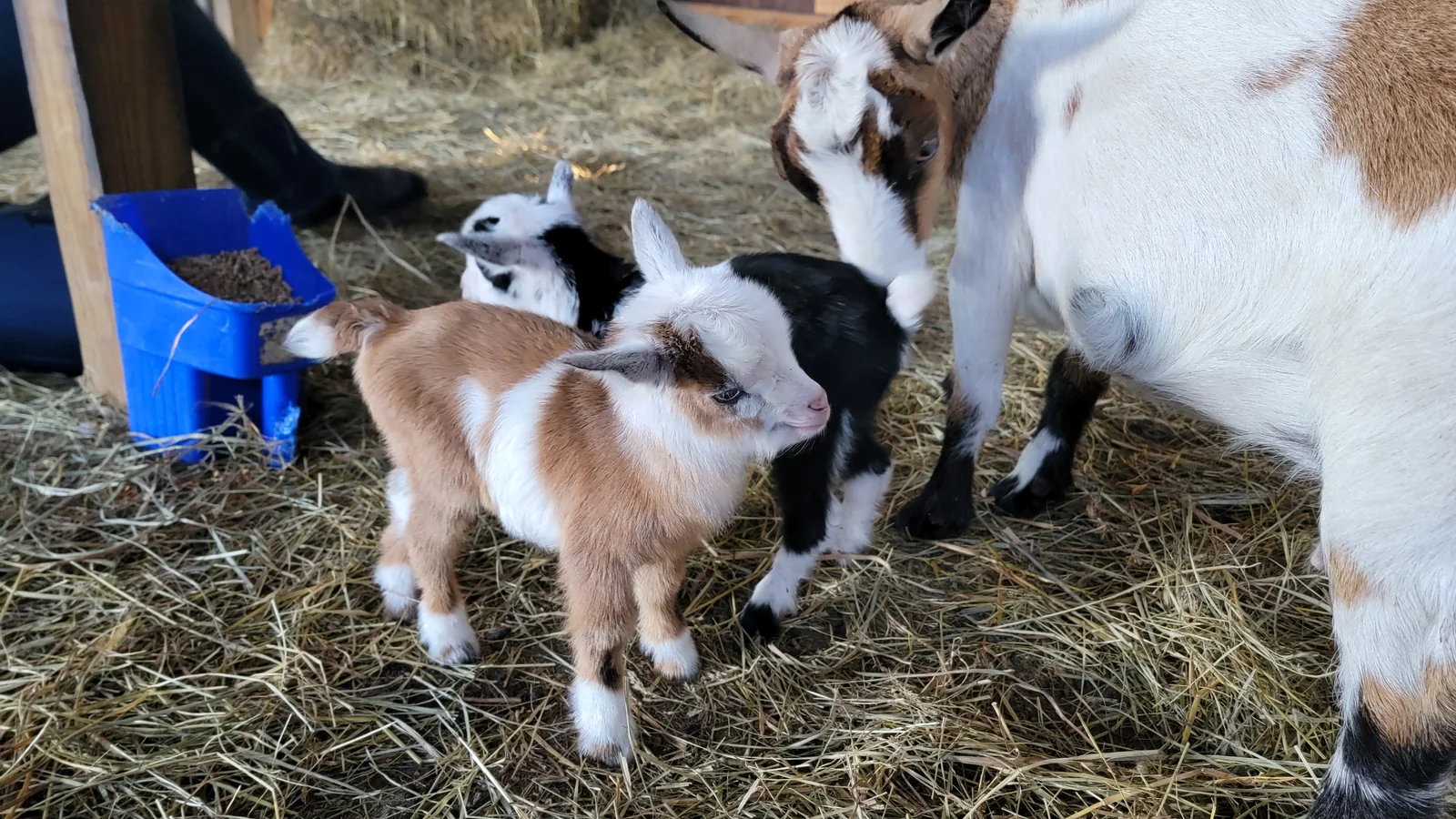 Goats at Raprager Farms