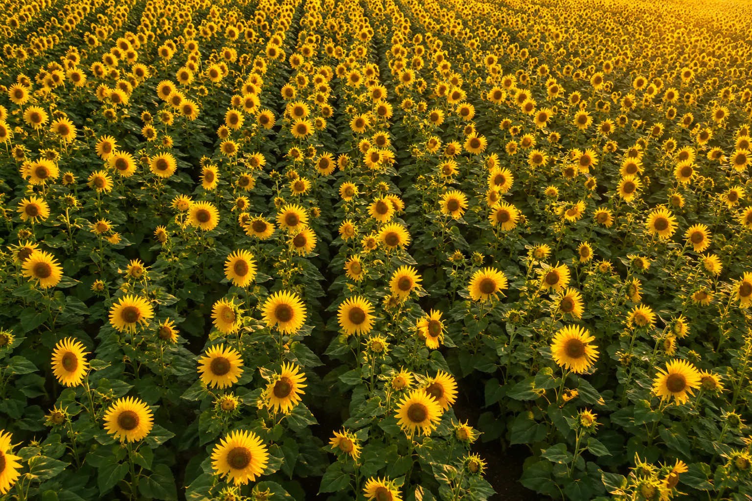 Colorful spring flowers at Raprager Farms
